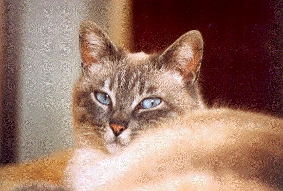 lea001.jpg